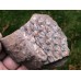Lepidodendron veltheimi